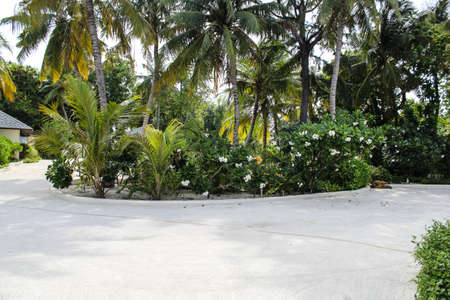 Beautiful garden in long weekend.の写真素材