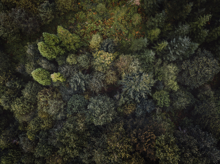 forest top view drone photoの写真素材