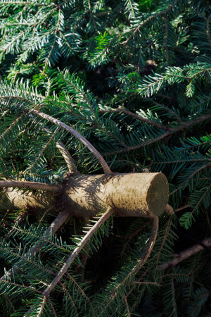 Fresh cut Christmas tree with green branches. Harvested green pine tree with visible log, ready to...