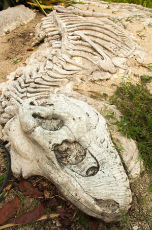 Bone dinosaurのeditorial素材