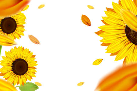 Sunshine and bokeh with yellow sunflower and white backgroundのイラスト素材
