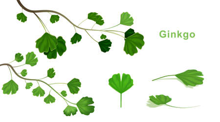 Ginkgo biloba leaves on Isolated white background. vector illustration.のイラスト素材