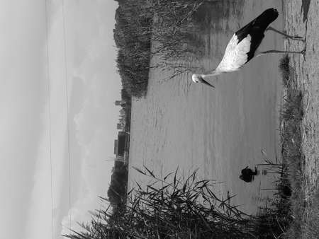 Stork and the duckの写真素材