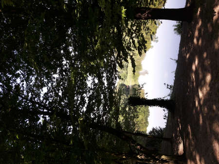 Park full of treesの写真素材