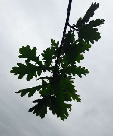 Green oak and the skyの写真素材