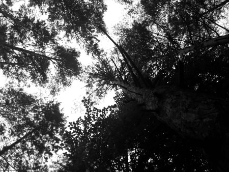 Trunk of the tree