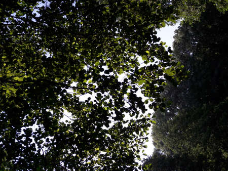 Green leafs in the summer sunの写真素材