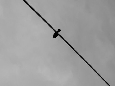 Bird at the line