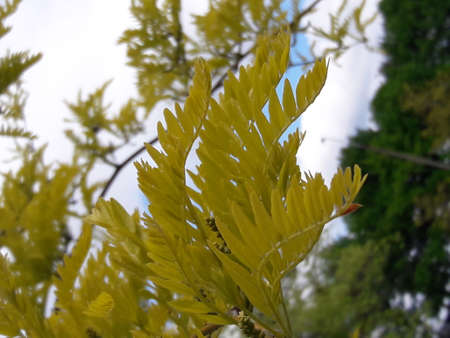 Yellow leafs at the windの写真素材