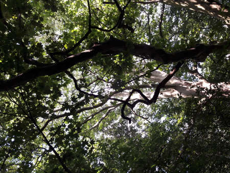 Green nature in the forestの写真素材