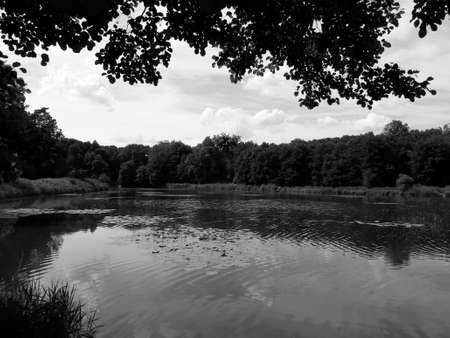 Beautiful nature landscape with water and forestの写真素材