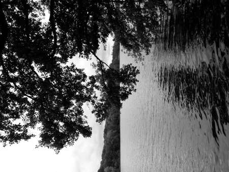 Tree reflection in the waterの写真素材