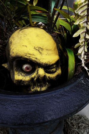 Yellow Fake Fossil skulls in dark blue and purple pot with leavesの写真素材
