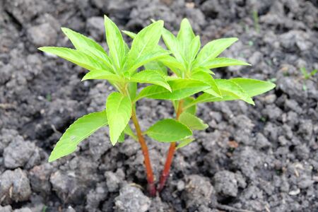 henna tree young plant in plant nurseryの写真素材