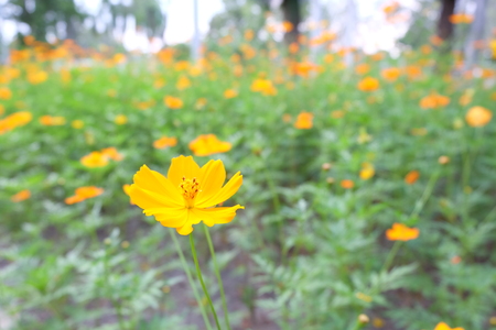 marigold flower in  marigold nursery gardenの写真素材