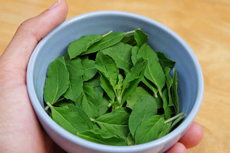 Holy basil pile in the light blue small bowl in hand and wooden floorの写真素材