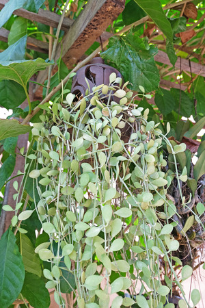 Dischidia plants (selective focus) in a hanging brown-black clay pot with other plantsの写真素材