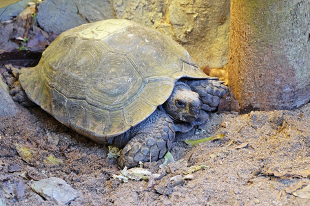 eye of turtle (selected focus) with its whole body on soil groundの写真素材