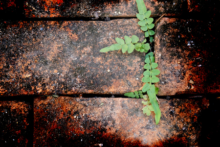 tip (Selected focus) of center branch of plant on brown bricks and rust spreads from outside to inside of frame (grunge mode)の写真素材