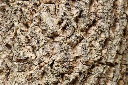 wood texture of Millingtonia hortensis stalk tree (center of frame is selected focus and have shadow mode)の写真素材