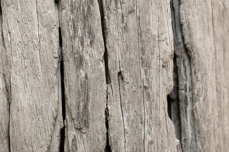 wood texture (center of frame is selected focus)の写真素材
