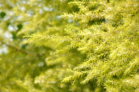 the tip of longest branch of trees (Selected focus) and many leaves on the tree