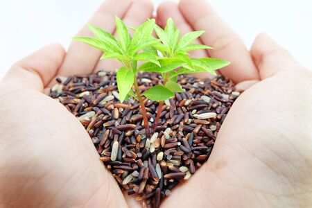 henna tree young plant sprout from grain pile on cupped hands holding with white backgroundの写真素材