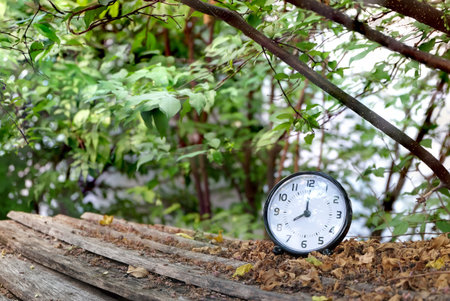 black table clock shown 8.00 AM on wood ground steps with dry leaves and trees,leaves and branches...