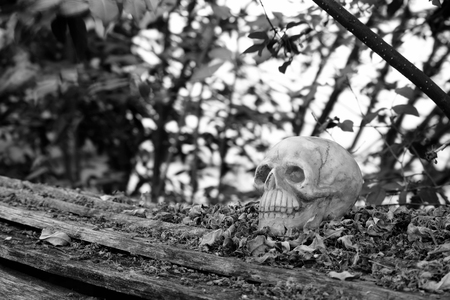 head skull with dry leaves piles on wood ground steps with trees,leaves and branches background (black and white)の写真素材
