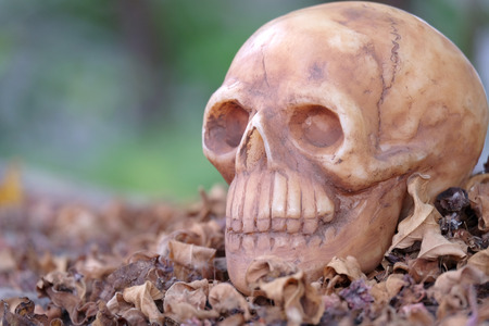 head skull on dry leaves piles with black green backgroundの写真素材