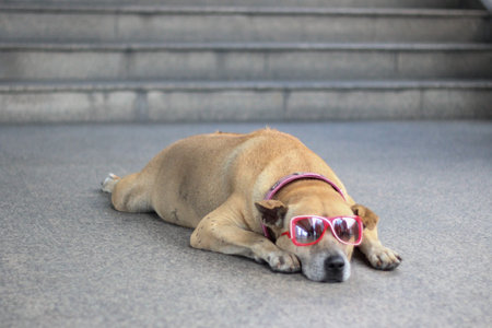 Sleeping dog