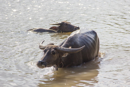 water buffalo