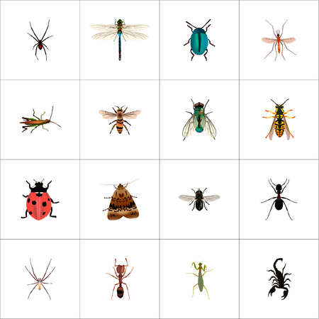 Set of bug realistic symbols with dragonfly, insect, wasp and other icons for your web mobile app design.の写真素材