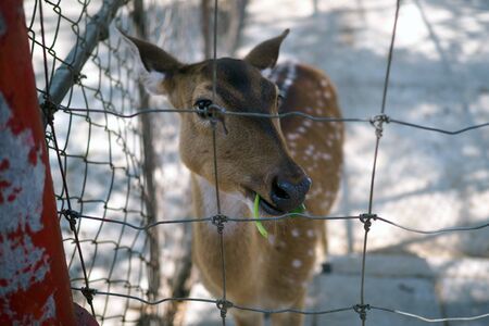 The wild deer that is isolated in the cage. Imprisoned, animal cruelty, reserved animalsの写真素材