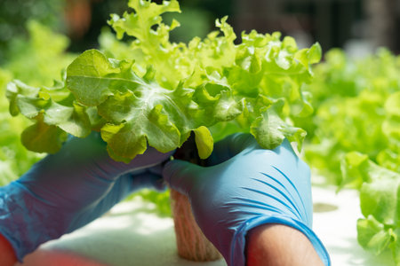 Organic farming, salad farm. Farmers harvest salad vegetables into wooden boxes in rainy....
