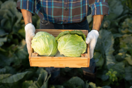 man farmer with fresh vegetables, cabbage harvest, natural selection, organic, harvest season, agricultural business owner, young smart framing, healthy lifestyle, farm and garden direct, non toxicの写真素材