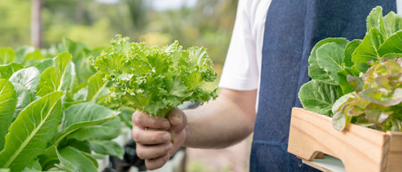 Organic farming, salad farm. Farmers harvest salad vegetables into wooden boxes in rainy. Hydroponics vegetable grow naturally. greenhouse garden, Ecological Biological, Healthy, Vegetarian, ecologyの写真素材