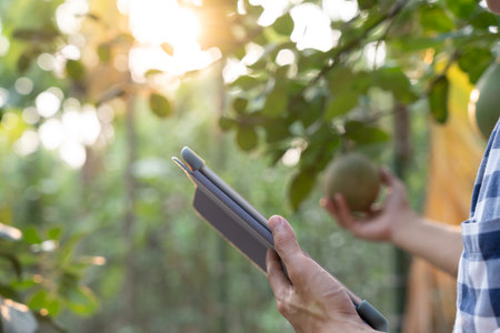 Organic farming, fruit farm. Farmers recheck quality record on application on tablet. Pomelo grow naturally, Ecological Biological, Healthy, Technology, non toxic, harvest, scientific , academicの写真素材