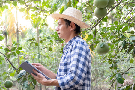Organic farming, fruit farm. Farmers recheck quality record on application on tablet. Pomelo grow naturally, Ecological Biological, Healthy, Technology, non toxic, harvest, scientific , academicの写真素材