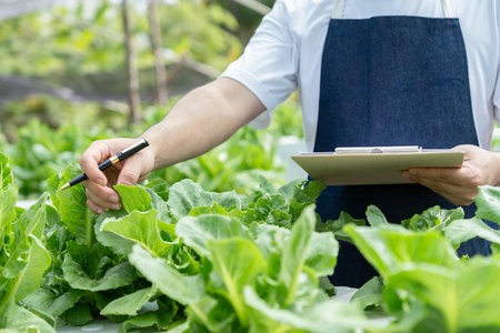 Organic farming, vegetable farm. Farmers recheck quality record on data on checklist. grow naturally, Ecological Biological, Healthy, Technology, non toxic, harvest, scientific , academicの写真素材