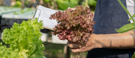 Organic farming, vegetable farm. Farmers recheck quality record on data on checklist. grow...