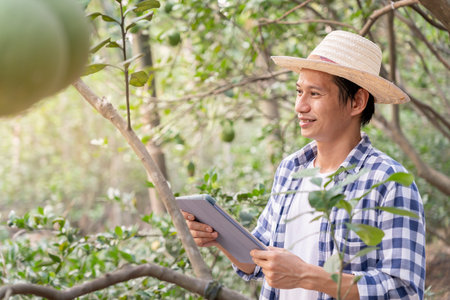 Organic farming, fruit farm. Farmers recheck quality record on application on tablet. Pomelo grow...