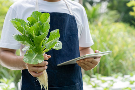 Organic farming, salad farm. Farmers recheck quality record on application on tablet. Hydroponics vegetable grow naturally. greenhouse garden, Ecological Biological,の写真素材