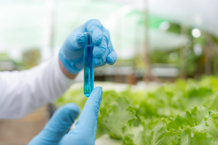 Organic farming, salad farm. Science farmers are checking water conditions during planting, checking for pesticide residues. Hydroponics vegetable, Ecological Biological, Healthyの写真素材