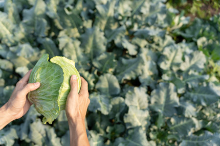 farmer show fresh vegetables and no chemical, cabbage harvest, natural selection, organic, harvest season, agricultural business owner, young smart framing, healthyの写真素材