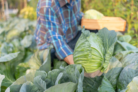 farmer show fresh vegetables and no chemical, cabbage harvest, natural selection, organic, harvest season, agricultural business owner, young smart framing, healthy,の写真素材