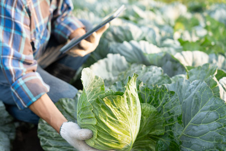 Farmers use the main data network in the internet, agricultural technology, work on crop data analysis by tablet ,technology for plantation data link with internetの写真素材