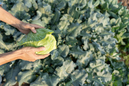 farmer with fresh vegetables, cabbage harvest, natural selection, organic, harvest season, agricultural business owner, young smart framing, healthy lifestyle, farmの写真素材
