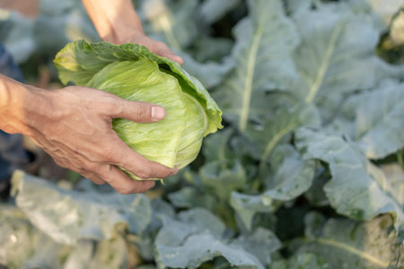 man farmer with fresh vegetables, cabbage harvest, natural selection, organic, harvest season, agricultural business owner, young smart framing, healthy lifestyle,の写真素材