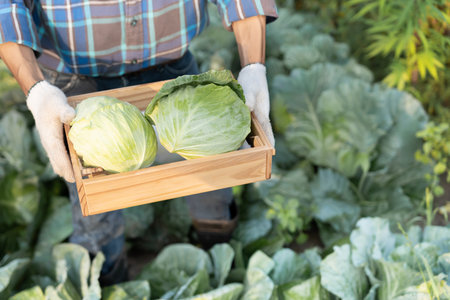 farmer show fresh vegetables and no chemical, cabbage harvest, natural selection, organic, harvest season, agricultural business owner, young smart framing, healthyの写真素材
